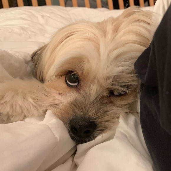 Meet your Posher, Calen - Picture 1 of 1